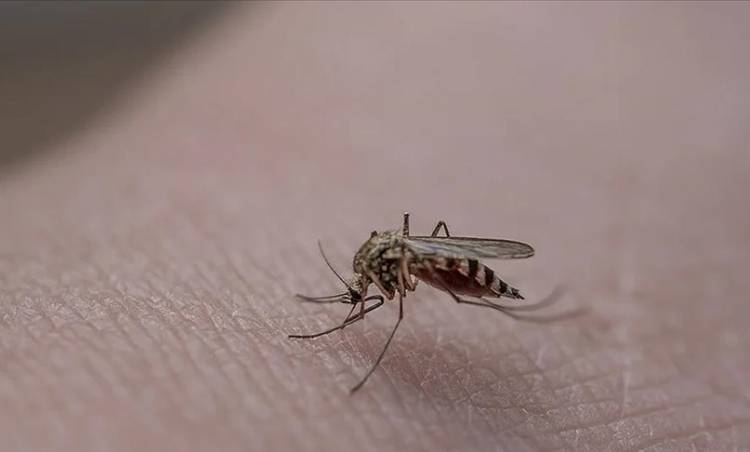 Sağlık Bakanlığı'ndan sivrisinekten korunma rehberi