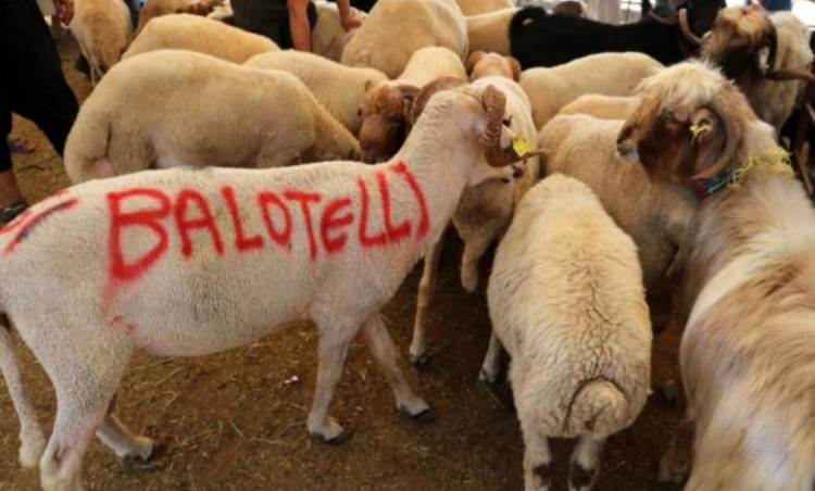 Üzerine "Balotelli" yazdığı koyunu 2 bin 400 liraya sattı